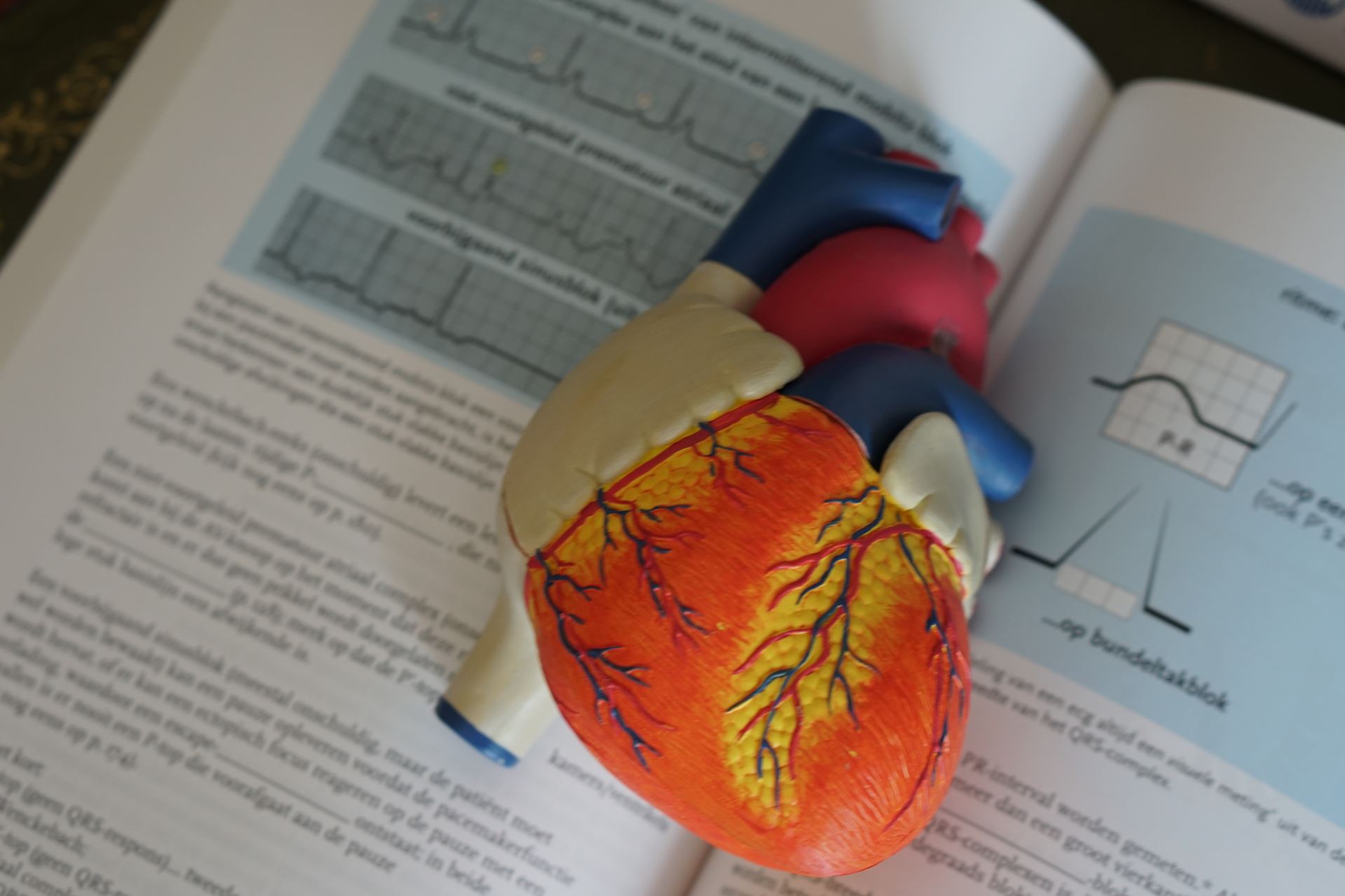 A replica heart