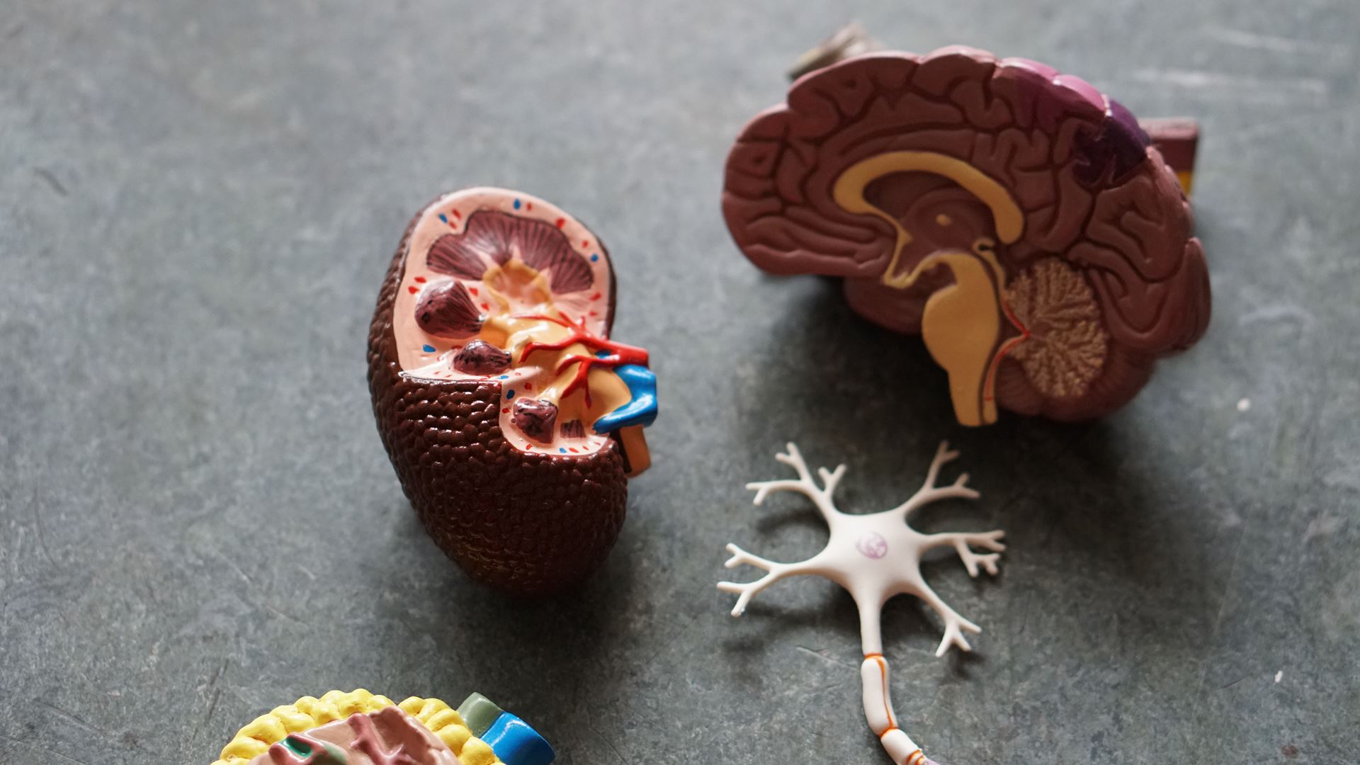Kidney 